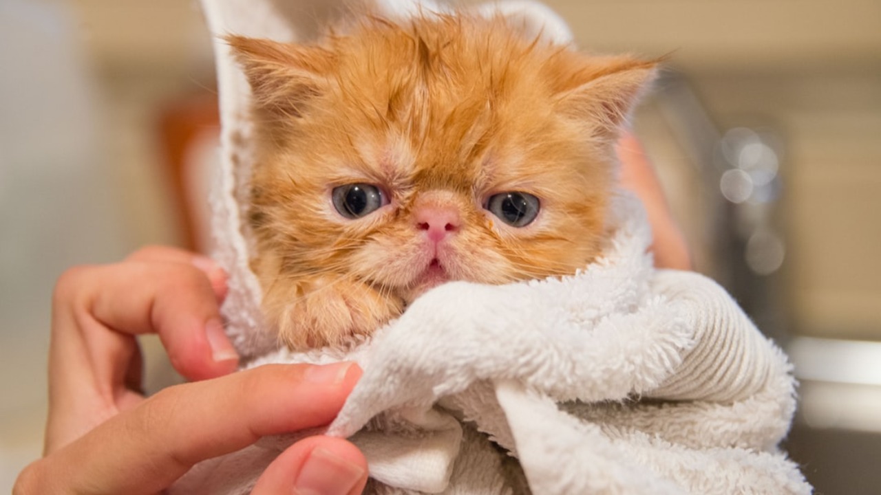 Tips on Bathing Your Cat