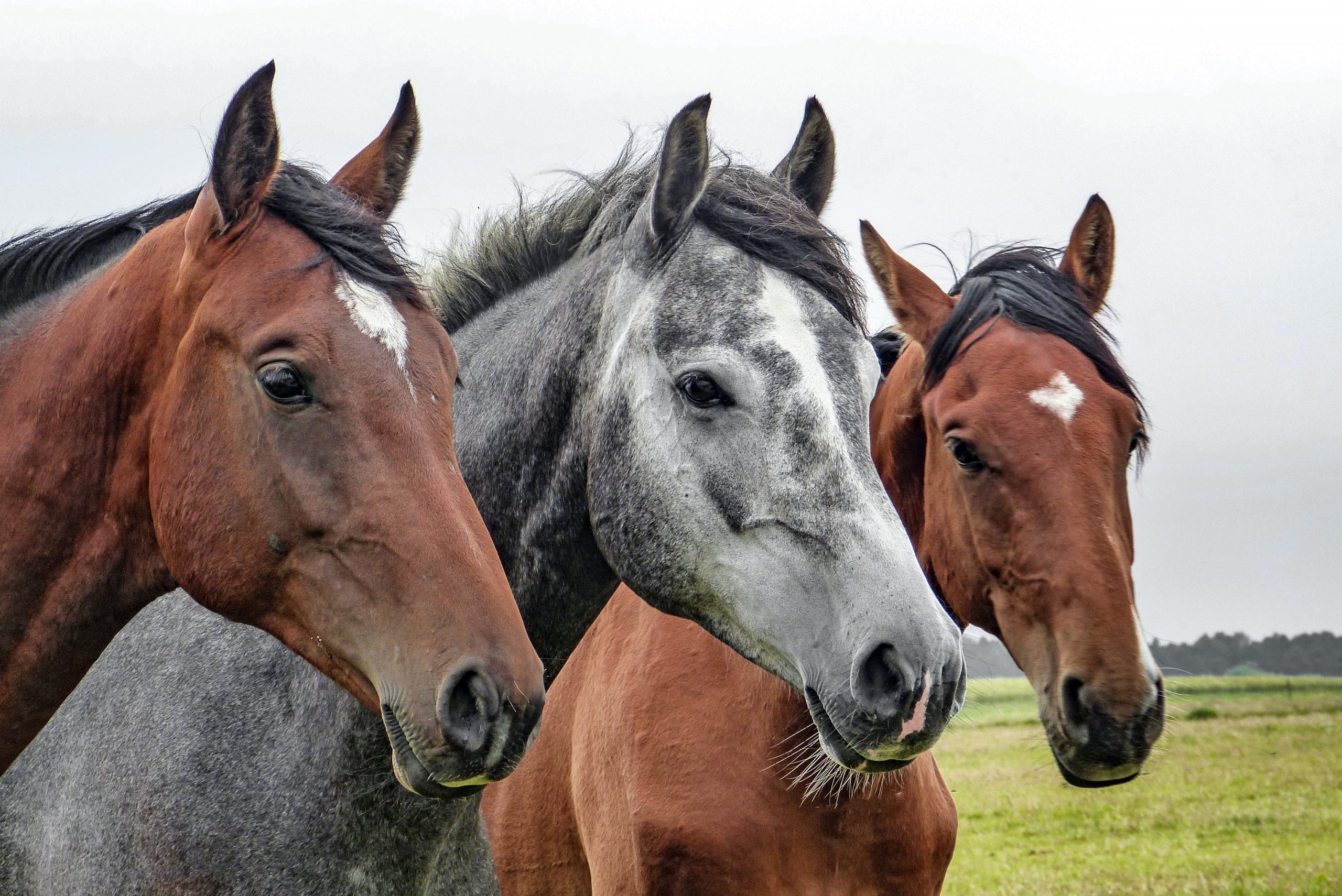 Essential Oils and Your Horse