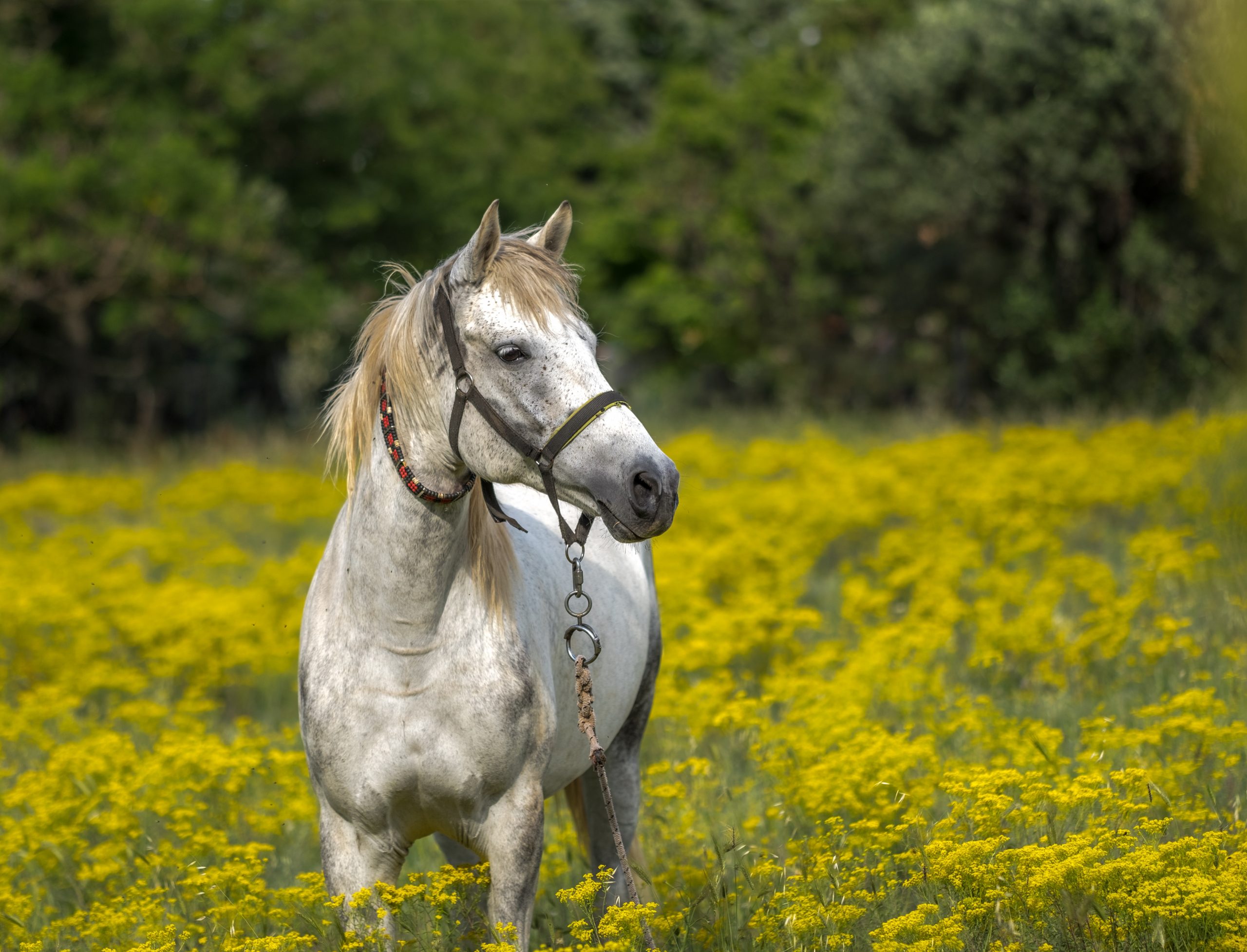 The Grouping of Stress in Horses