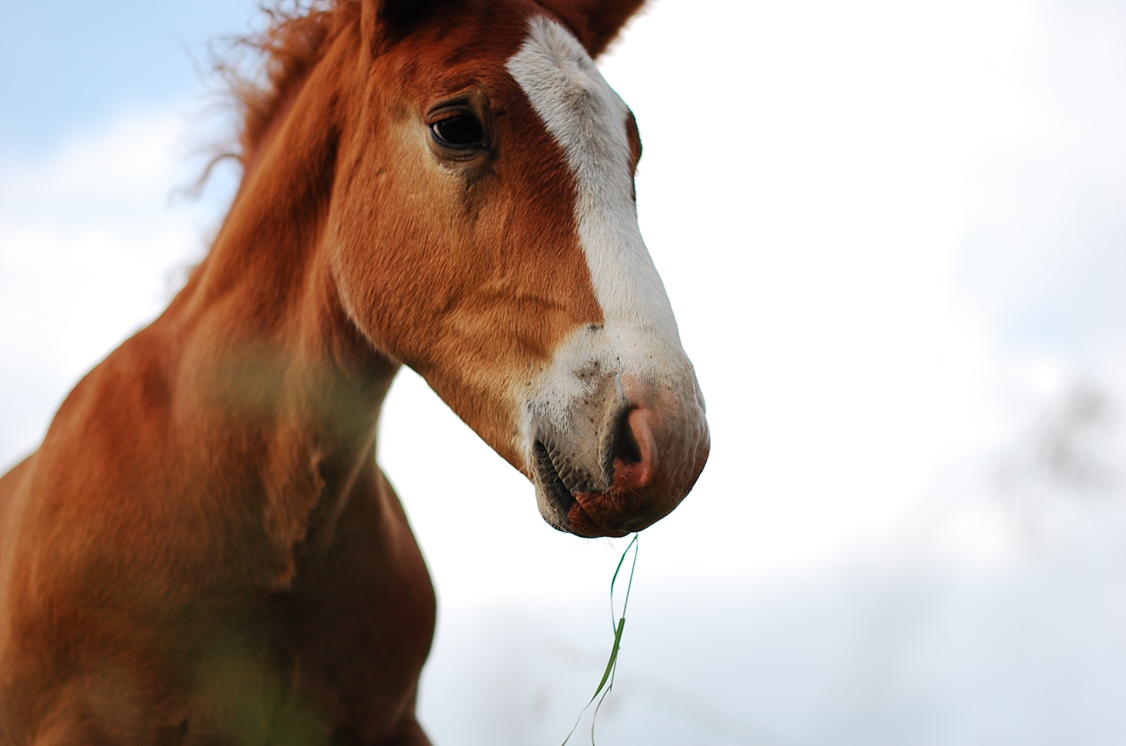 Post-Traumatic Stress Disorder in Horses