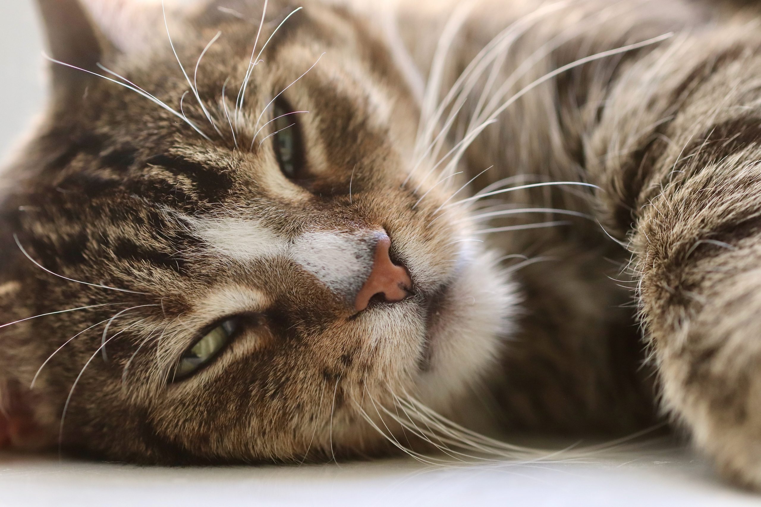 What Is a Cat Tent and What Can You Do With It?