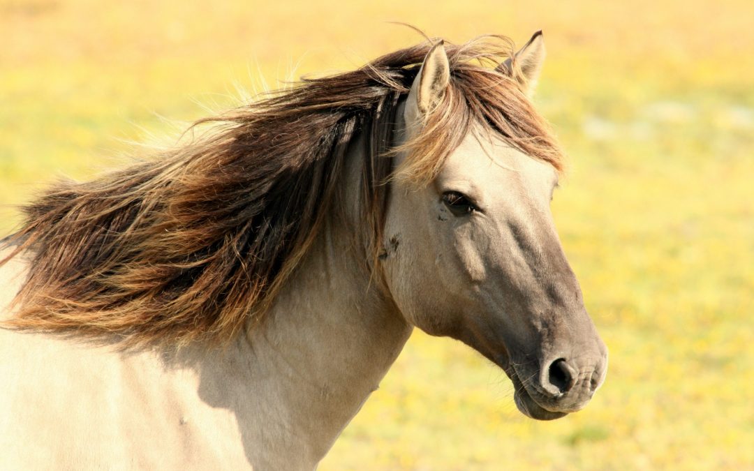 Western Horseback Riding – The Basics